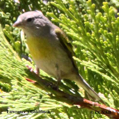 Birds of North America