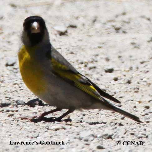 Birds of North America