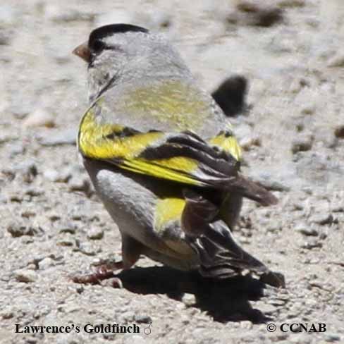 Birds of North America
