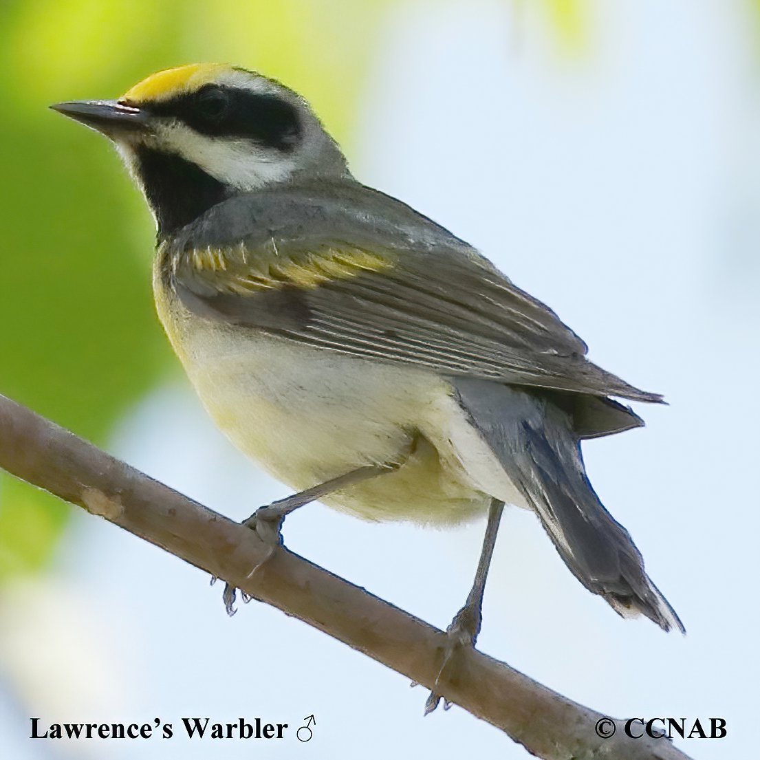 Birds of NOrth America