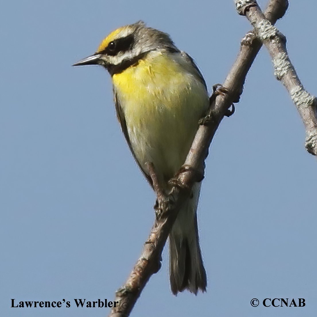 Birds of NOrth America