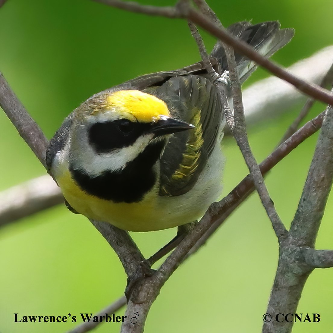 Birds of NOrth America