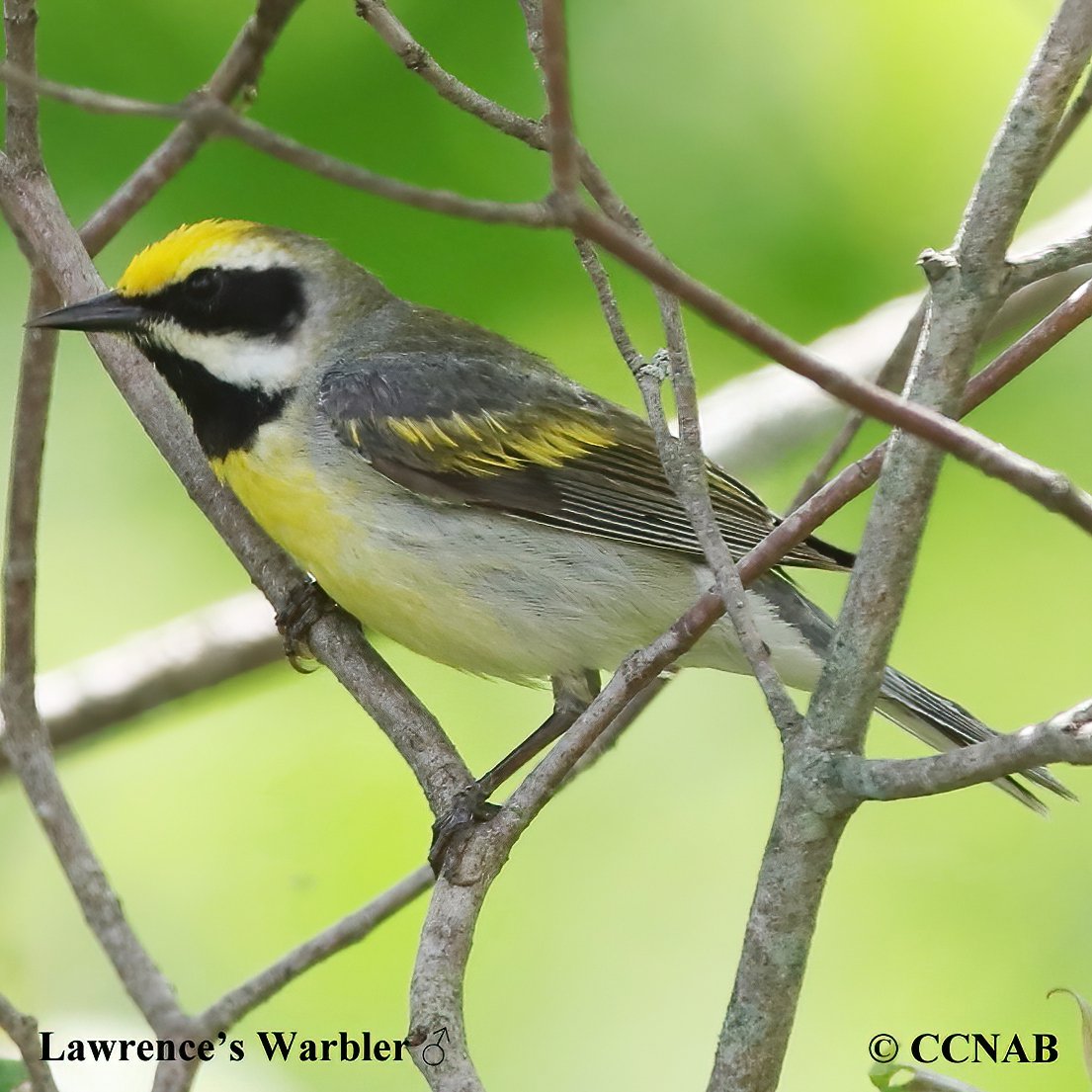 Birds of NOrth America