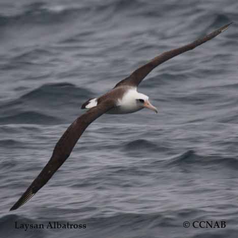 Birds of North America