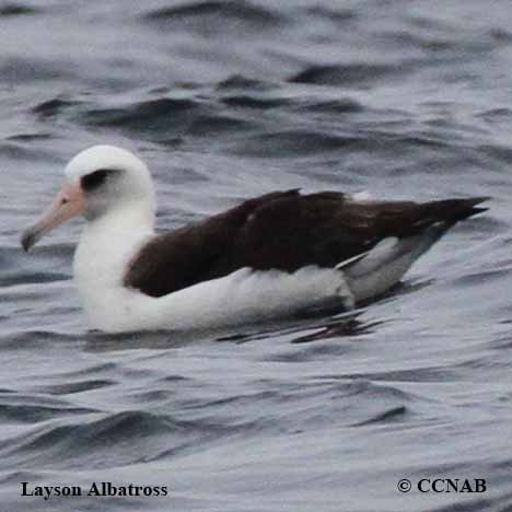 Birds of North America
