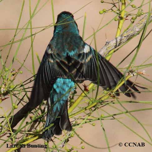 Birds of North America