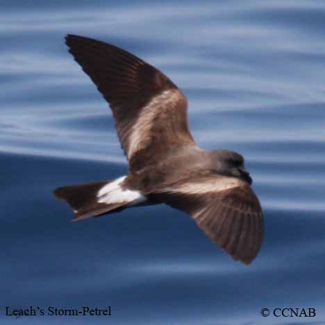 Birds of North America