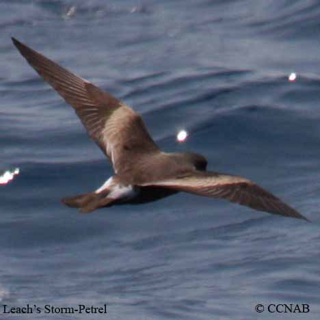Birds of North America