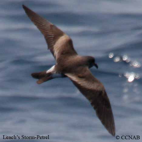 Birds of North America