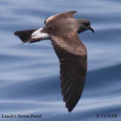 Birds of North America