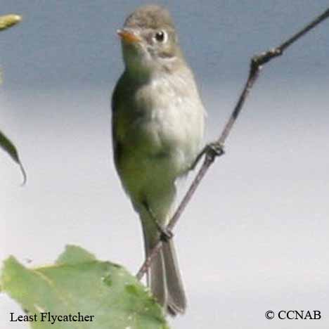 Birds of North America