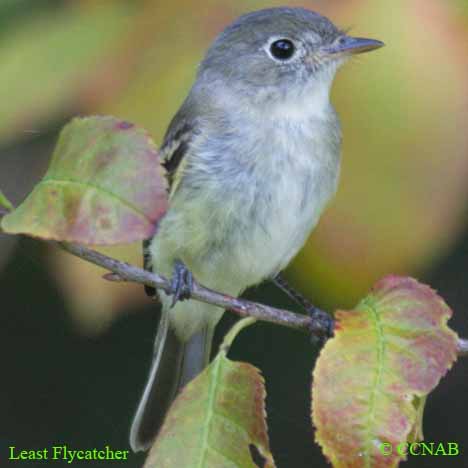 Birds of North America