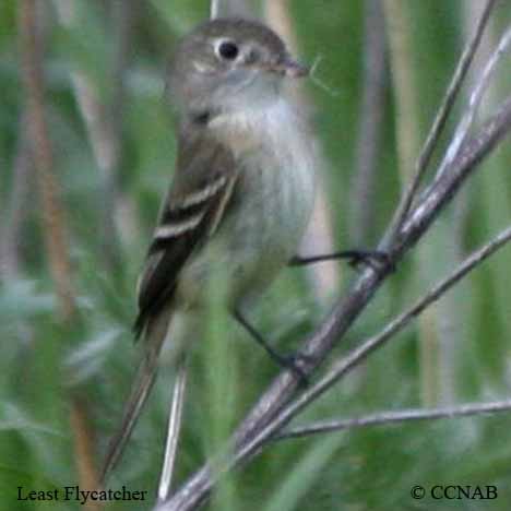 North American Flycatchers