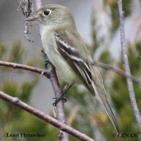 Least Flycatcher
