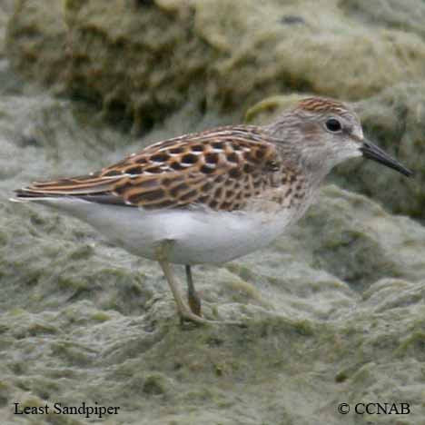 Least Sandpiper