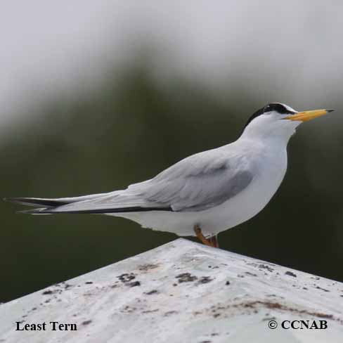 Birds of North America