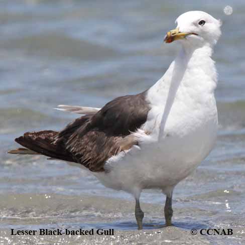 Birds of North America