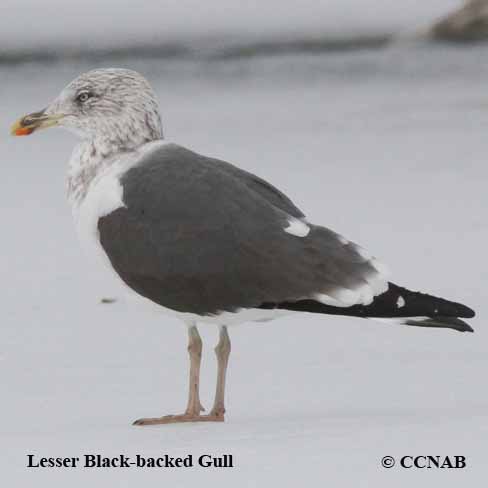 Birds of North America