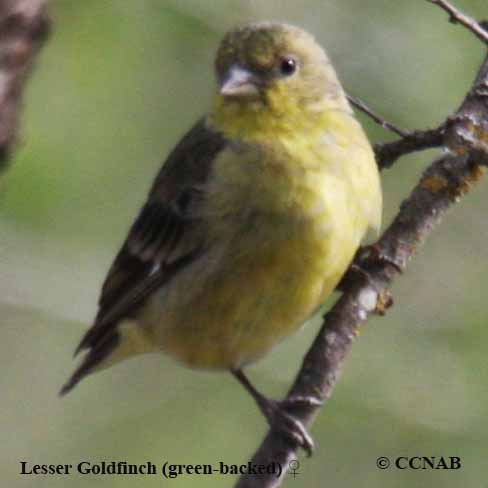 Birds of North America