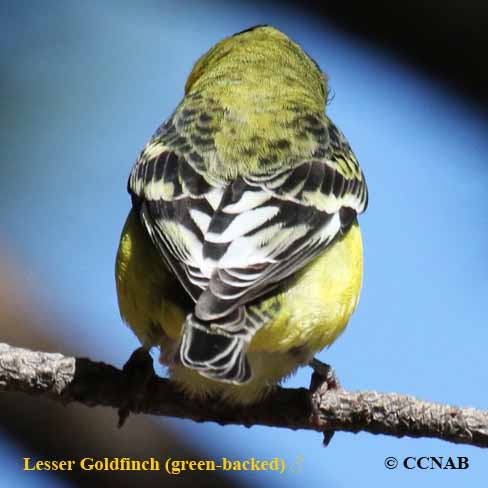 Birds of North America