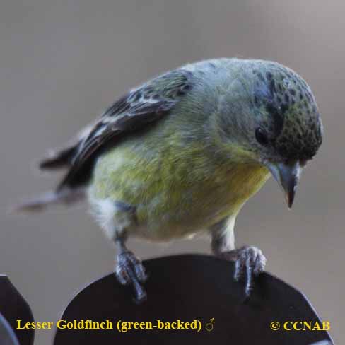 North American Goldfinches