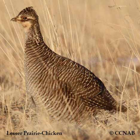 Birds of North America