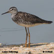 Lesser Yellowlegs songs and calls