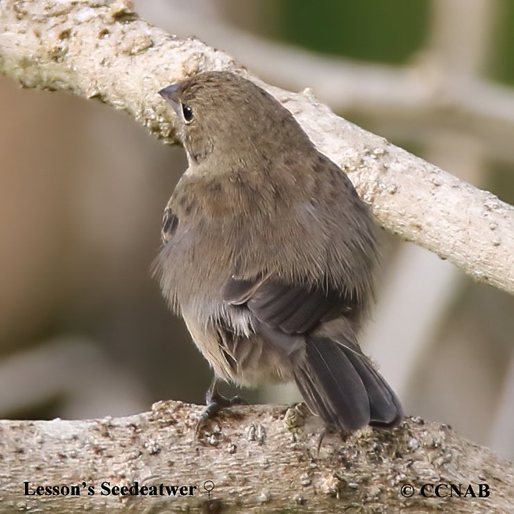 Birds of North America