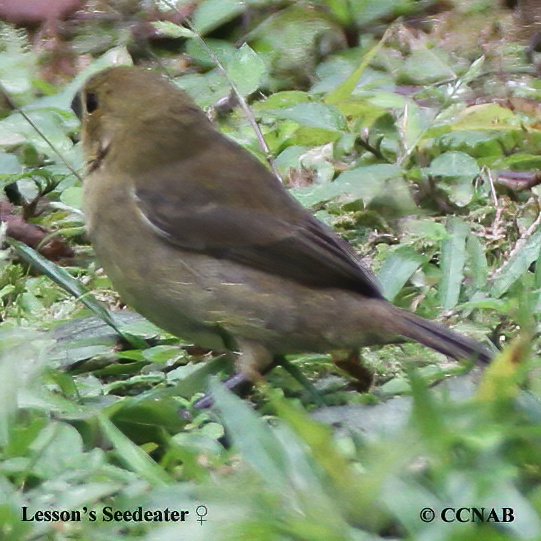 Birds of North America