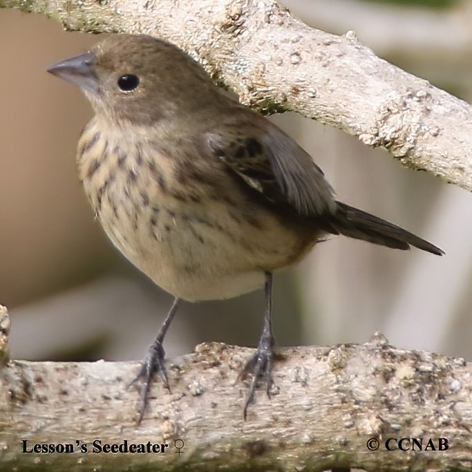 Birds of North America