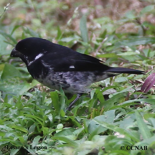 Birds of North America