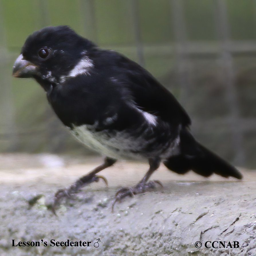 Birds of North America