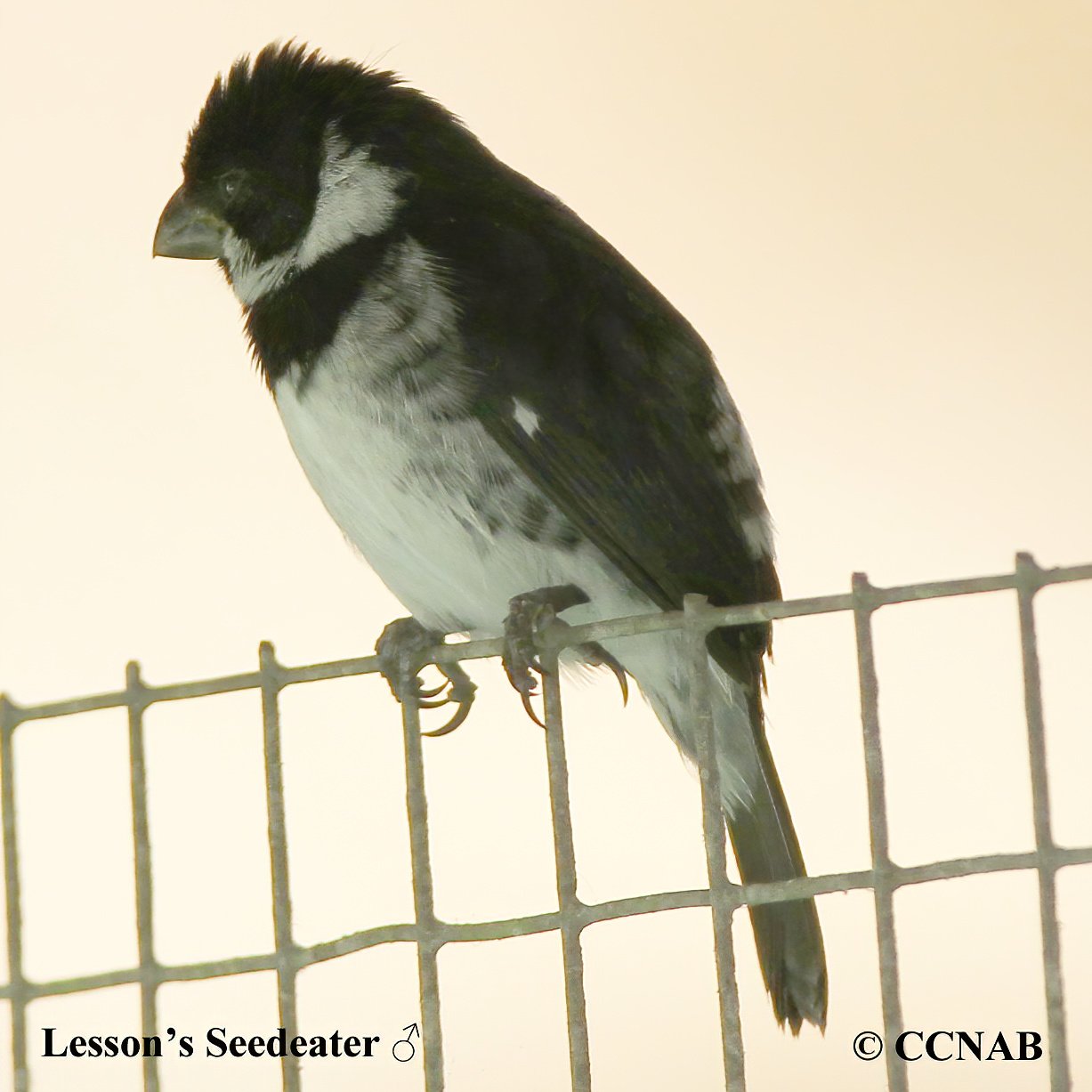 Birds of North America