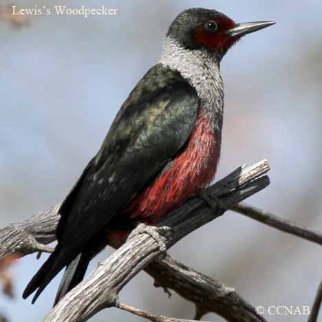 Birds of North America