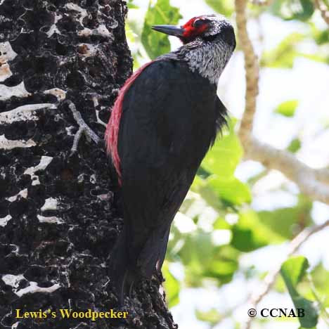Birds of North America