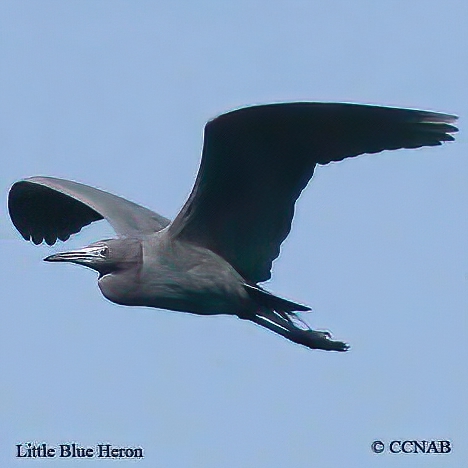 Birds of North America