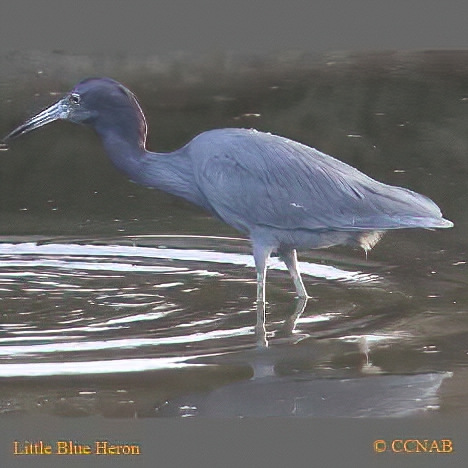 Birds of North America