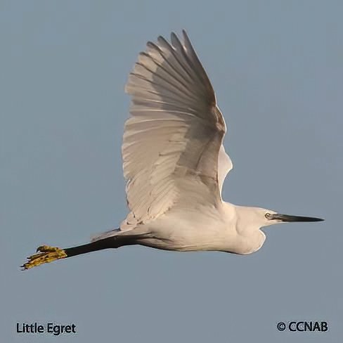 Birds of North America
