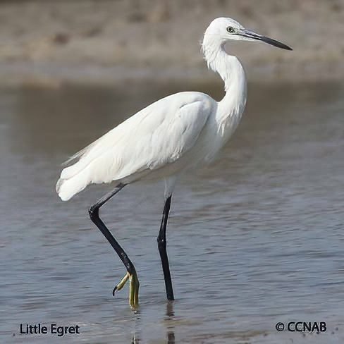 Birds of North America