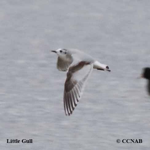 Birds of North America