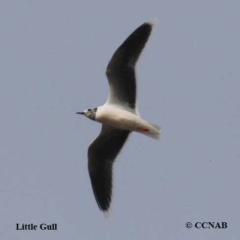 Birds of North America