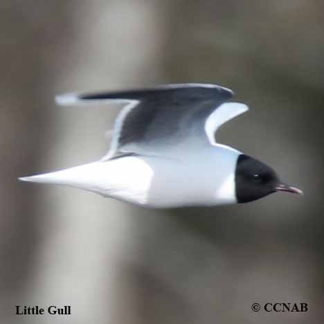 Birds of North America