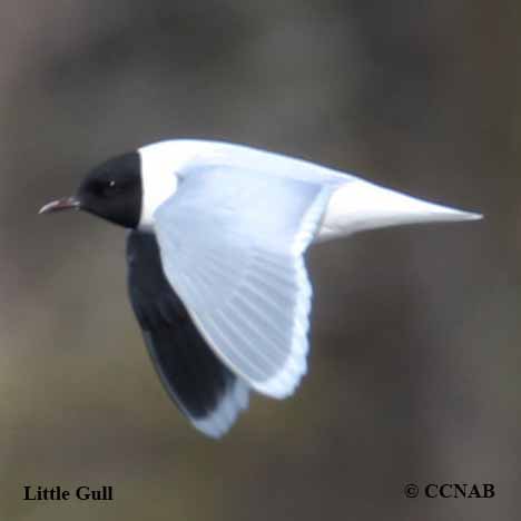 Birds of North America