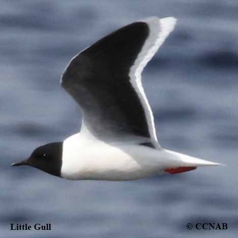 Birds of North America
