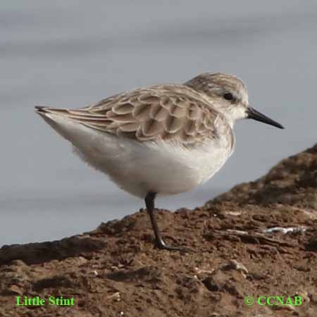 Birds of North America