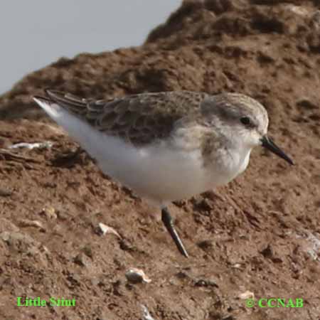Birds of North America
