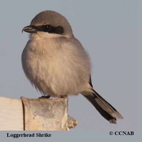 Birds of North America