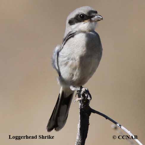 Birds of North America