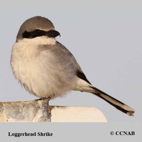 North American Shrikes