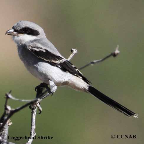 Birds of North America
